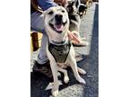 Adopt Sampson a Husky