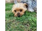 Adopt Brock a Yorkshire Terrier, Terrier