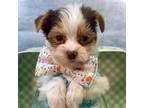 Yorkshire Terrier Puppy for sale in Stantonville, TN, USA