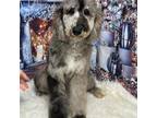 Mutt Puppy for sale in Fort Madison, IA, USA