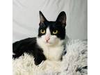 Adopt Batman a Domestic Short Hair