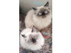 Adopt Yuri and Enzo - bonded brothers a Birman, Balinese