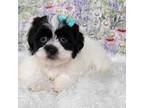Zuchon Puppy for sale in Boyden, IA, USA