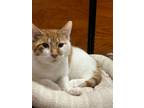 Adopt Coconut a Domestic Short Hair