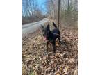 Adopt Jax a Australian Cattle Dog / Blue Heeler