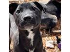 Adopt Raider a German Shepherd Dog, Mixed Breed