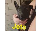 Adopt Jetts a German Shepherd Dog, Mixed Breed