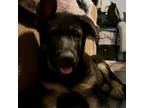 German Shepherd Dog Puppy for sale in Chesapeake, VA, USA