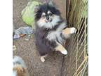 Pomeranian Puppy for sale in Forsyth, GA, USA