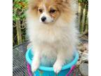 Pomeranian Puppy for sale in Forsyth, GA, USA