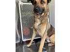 Adopt Kodi a German Shepherd Dog