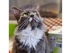 Adopt Earl a Domestic Medium Hair