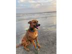 Adopt Milo a Black Mouth Cur