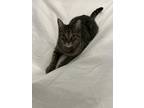 Adopt Miskey a Tabby