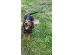 Adopt Sully a Basset Hound, Dachshund