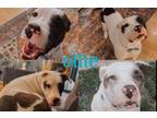 Adopt Ollie a Australian Cattle Dog / Blue Heeler, Pit Bull Terrier