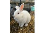 Adopt Rags and Sampson a Angora Rabbit