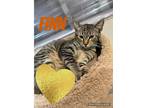 Adopt Finn (Bonded with Pearl) a Tabby