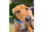 Adopt Folly a Shepherd, Carolina Dog