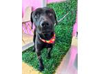 Adopt ARLEN a Black Labrador Retriever