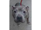 Adopt "Old Man" Cooper a American Bully