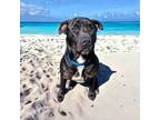 Adopt Bounty a Pit Bull Terrier, Black Labrador Retriever