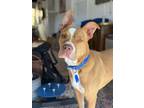 Adopt Tucker a American Bully, Boxer