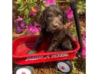 Boykin Spaniel Puppy for sale in Ocilla, GA, USA
