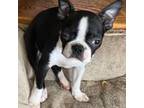 Boston Terrier Puppy for sale in Lake In The Hills, IL, USA