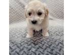 Maltipoo Puppy for sale in Indian Trail, NC, USA