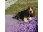 Basset Hound Puppy for sale in Kansas City, MO, USA