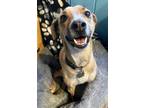 Adopt Tinsel (Courtesy Post) a Greyhound