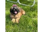 Soft Coated Wheaten Terrier Puppy for sale in Troy, MO, USA