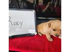 Roxy