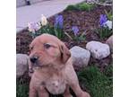 Golden Retriever Puppy for sale in Dixon, IL, USA