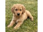 Golden Retriever Puppy for sale in Clinton Township, MI, USA