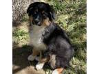 Australian Shepherd Puppy for sale in Caliente, CA, USA