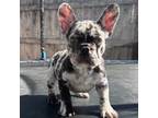 French Bulldog Puppy for sale in Clearlake, CA, USA