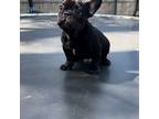 French Bulldog Puppy for sale in Clearlake, CA, USA