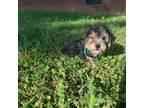 Yorkshire Terrier Puppy for sale in Shelby, NC, USA