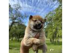 Shiba Inu Puppy for sale in Oroville, CA, USA