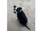 Puppy Chance Playful, Boston Terrier For Adoption In Encinitas, California