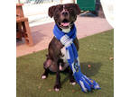 Dexter, American Pit Bull Terrier For Adoption In Atlanta, Georgia