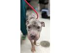 Milori, American Pit Bull Terrier For Adoption In Indianapolis, Indiana