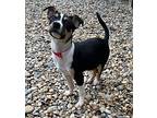 Rocksy, Jack Russell Terrier For Adoption In Marietta, Georgia