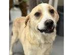 Raisin, Labrador Retriever For Adoption In Dallas, Texas