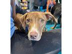 Roland Robinson, American Staffordshire Terrier For Adoption In Warwick