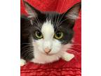 Ace, Domestic Mediumhair For Adoption In Athens, Tennessee