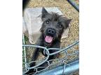 Fava, Cairn Terrier For Adoption In Palm Harbor, Florida