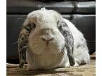 Skamper, Mini Lop For Adoption In Lakeville, Minnesota